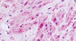 MLK1 Polyclonal Antibody, Invitrogen 50 μg; Unconjugated:Antibodies ...