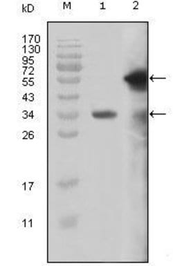 Invitrogen HRX Monoclonal Antibody (10F8D7) 100 &mu;L; Unconjugated:Antibodies,