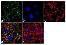 Invitrogen MCP-1 Monoclonal Antibody (E10051) 500 &mu;g; Unconjugated:Antibodies,