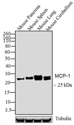 Invitrogen MCP-1 Monoclonal Antibody (E10051) 500 &mu;g; Unconjugated:Antibodies,