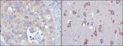Invitrogen MPS1 Monoclonal Antibody (4A12) 100 &mu;L; Unconjugated:Antibodies,