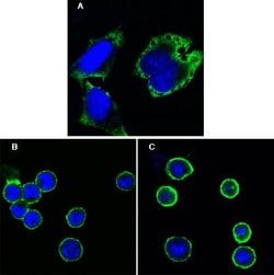 Invitrogen MPS1 Monoclonal Antibody (7E3) 100 &mu;L; Unconjugated:Antibodies,