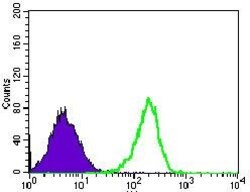 Invitrogen MRPL42 Monoclonal Antibody (3H6G11) 100 &mu;g; Unconjugated:Antibodies,