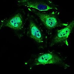 Invitrogen MRPL42 Monoclonal Antibody (3H6G11) 100 &mu;g; Unconjugated:Antibodies,