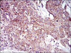 Invitrogen MRPL42 Monoclonal Antibody (3H6G11) 100 &mu;g; Unconjugated:Antibodies,