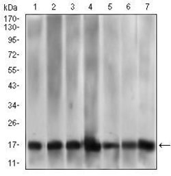 Invitrogen MRPL42 Monoclonal Antibody (3H6G11) 100 &mu;g; Unconjugated:Antibodies,