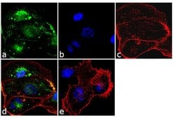 Invitrogen TIMP1 Monoclonal Antibody (102D1) 200 &mu;g; Unconjugated:Antibodies,