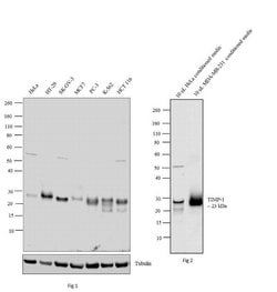 Invitrogen TIMP1 Monoclonal Antibody (102D1) 200 &mu;g; Unconjugated:Antibodies,