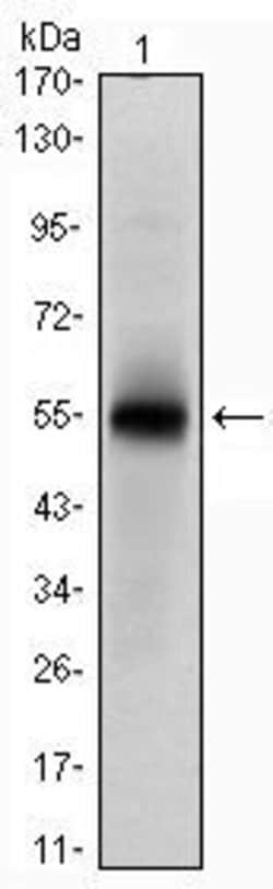 Invitrogen MSI1 Monoclonal Antibody (2A12) 100 &mu;L; Unconjugated:Antibodies,