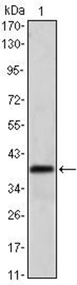 Invitrogen MSI1 Monoclonal Antibody (2A12) 100 &mu;L; Unconjugated:Antibodies,
