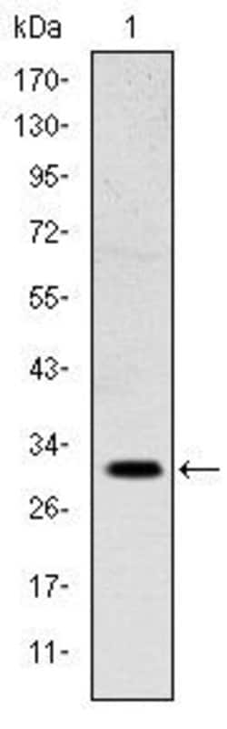 Invitrogen MSX1 Monoclonal Antibody (5D11) 100 &mu;L | Buy Online | Invitrogen&trade; | Fisher Scientific