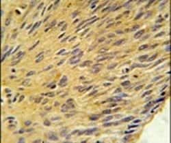 MURC Polyclonal Antibody, Invitrogen 400 &mu;L; Unconjugated:Antibodies,