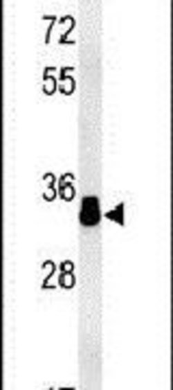 MURC Polyclonal Antibody, Invitrogen 400 &mu;L; Unconjugated:Antibodies,