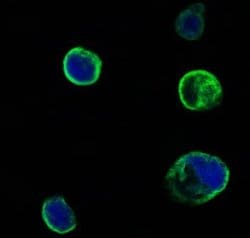 Invitrogen MUSK Monoclonal Antibody (10A4) 100 &mu;L; Unconjugated:Antibodies,