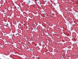 Invitrogen MYL3 Monoclonal Antibody (3F8) 100 &mu;L; Unconjugated:Antibodies,