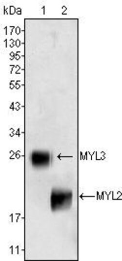 Invitrogen MYL3 Monoclonal Antibody (3F8) 100 &mu;L; Unconjugated:Antibodies,