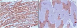 Invitrogen MYL3 Monoclonal Antibody (7C1) 100 &mu;L; Unconjugated:Antibodies,