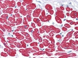Invitrogen MYL3 Monoclonal Antibody (7C1) 100 &mu;L; Unconjugated:Antibodies,