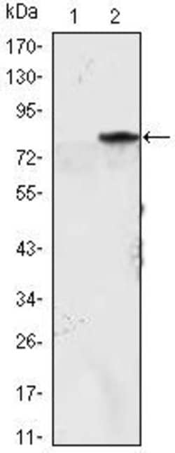 Invitrogen MYOD Monoclonal Antibody (1C8) 100 &mu;L | Buy Online | Invitrogen&trade; | Fisher Scientific