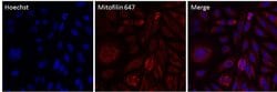 Invitrogen Mitofilin Monoclonal Antibody (MM#7A-2E4AD5), Alexa Fluor 647