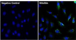 Invitrogen Mitofilin Polyclonal Antibody 100 &mu;L; Unconjugated:Antibodies,