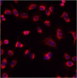 Invitrogen Mitofilin Polyclonal Antibody 100 &mu;L; Unconjugated:Antibodies,