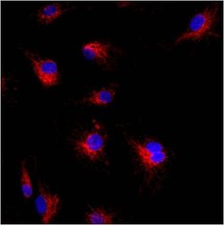 Invitrogen Mitofilin Polyclonal Antibody 100 &mu;L; Unconjugated:Antibodies,