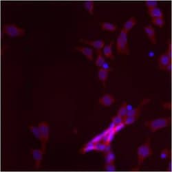 Invitrogen Mitofilin Polyclonal Antibody 100 &mu;L; Unconjugated:Antibodies,