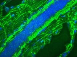 Invitrogen Mitotic Cells Monoclonal Antibody (8B3G) 100 &mu;L; Unconjugated:Antibodies,