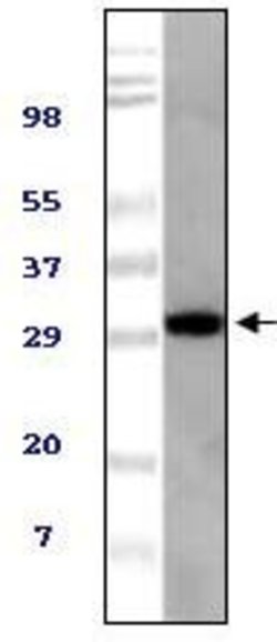 Invitrogen Tug Monoclonal Antibody (4A11A6G11) 100 &mu;g; Unconjugated:Antibodies,