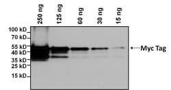 Invitrogen Myc Tag Monoclonal Antibody (Myc.A7), Biotin 50 &mu;L | Buy Online | Invitrogen&trade; | Fisher Scientific