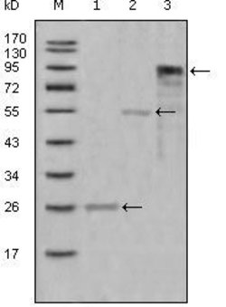 Invitrogen Myeloperoxidase Monoclonal Antibody (9B12G7,4D8B12,9B12D9,9C11A5)