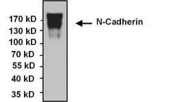 Invitrogen N-cadherin Monoclonal Antibody (8C11) 100 &mu;g; Unconjugated:Antibodies,