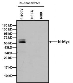 Invitrogen™ n-Myc Monoclonal Antibody (NCM-II 100)
