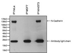 Invitrogen N-cadherin Monoclonal Antibody (13A9) 100 &mu;g; Unconjugated:Antibodies,