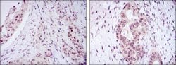 Invitrogen NAC1 Monoclonal Antibody (6H2) 100 &mu;L; Unconjugated:Antibodies,