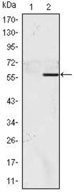 Invitrogen NAC1 Monoclonal Antibody (6H2) 100 &mu;L; Unconjugated:Antibodies,
