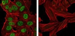 Invitrogen Nanog Monoclonal Antibody (1E6C4) 100 &mu;L; Unconjugated:Antibodies,