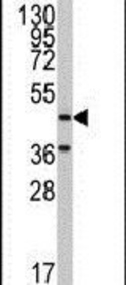 NARS2 Rabbit anti-Human, Polyclonal, Invitrogen 400 &mu;L; Unconjugated:Antibodies,