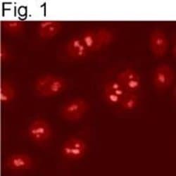 Invitrogen SRC1 Polyclonal Antibody 100 &mu;g; Unconjugated:Antibodies,
