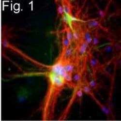 Invitrogen™ NF-H Monoclonal Antibody (3G3)
