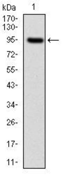 Invitrogen NEFL Monoclonal Antibody (1H3) 100 &mu;g; Unconjugated:Antibodies,