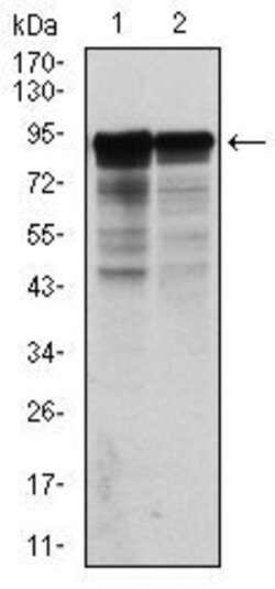 Invitrogen NEFL Monoclonal Antibody (1H3) 100 &mu;g; Unconjugated:Antibodies,