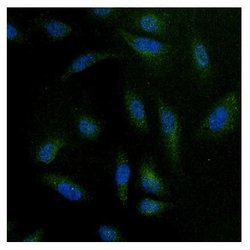 Invitrogen NFATC4 Polyclonal Antibody 100 &mu;g; Unconjugated:Antibodies,
