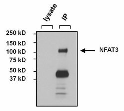 Invitrogen NFATC4 Polyclonal Antibody 100 &mu;g; Unconjugated:Antibodies,