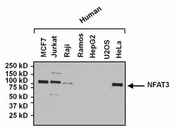 Invitrogen NFATC4 Polyclonal Antibody 100 &mu;g; Unconjugated:Antibodies,