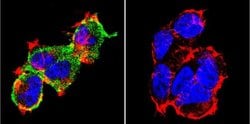 Invitrogen NFATC1 Monoclonal Antibody (7A6) 100 &mu;L; Unconjugated:Antibodies,