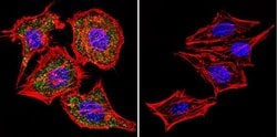 Invitrogen NFATC1 Monoclonal Antibody (7A6) 100 &mu;L; Unconjugated:Antibodies,