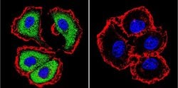 Invitrogen NFATC1 Monoclonal Antibody (7A6) 100 &mu;L; Unconjugated:Antibodies,