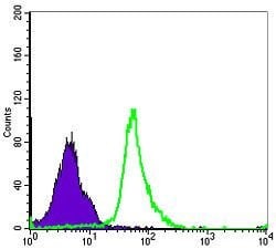 Invitrogen NFkB p50/p105 Monoclonal Antibody (5D10) 100 &mu;L; Unconjugated:Antibodies,